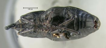 Media type: image;   Entomology 603339 Aspect: habitus ventral view
